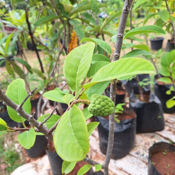 Custard Apple