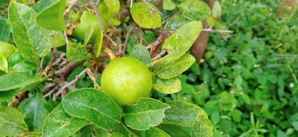 Lemon plant