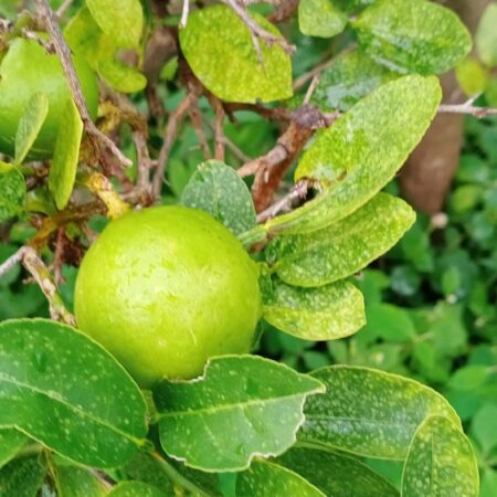 Lemon plant