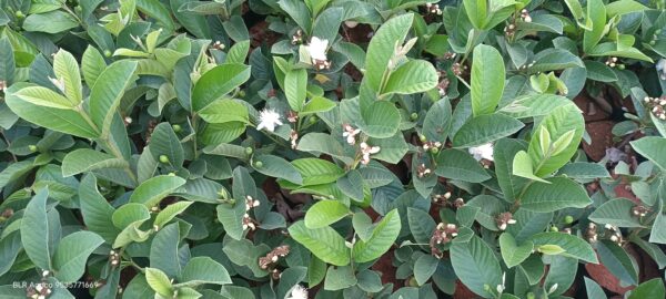 Guava Plant